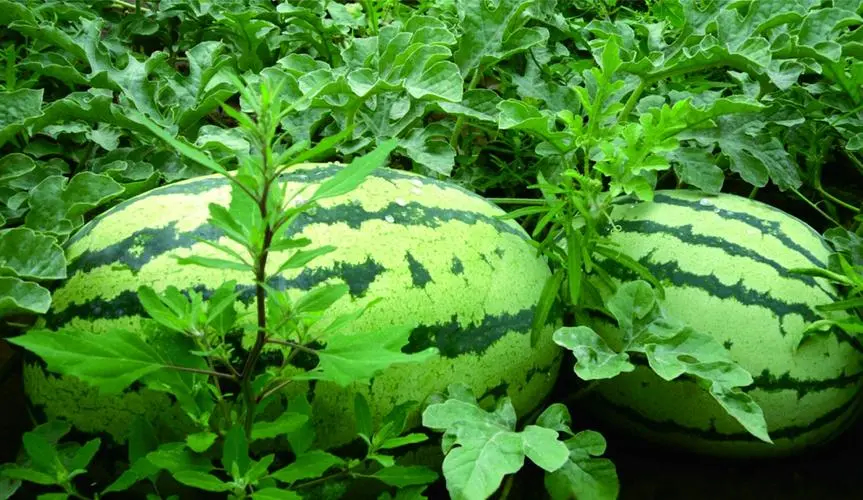 西瓜冷庫的建造 保鮮冷藏庫安裝設(shè)計(jì) 西瓜冷庫的建造 保鮮冷藏庫安裝設(shè)計(jì)