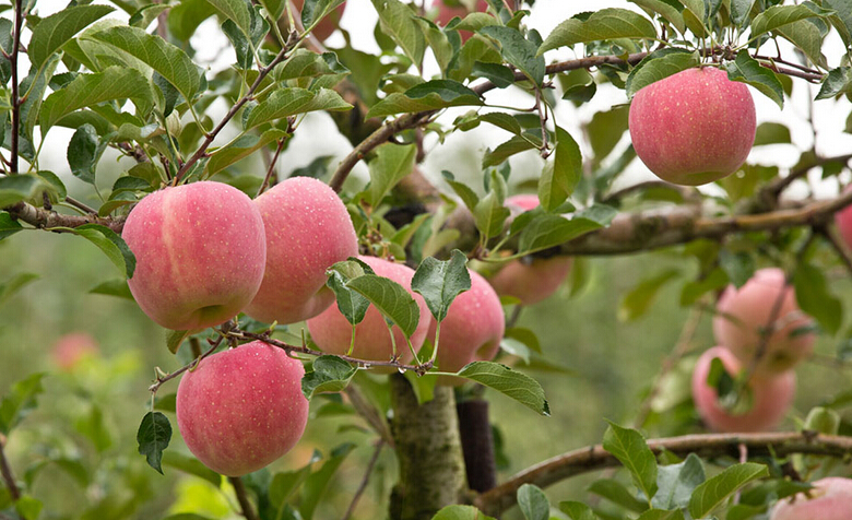 專業(yè)12年水果冷藏氣調(diào)庫建設案例