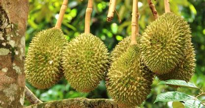 建一個(gè)200噸的榴蓮冷庫多少錢，榴蓮保鮮庫耗電量kw/h